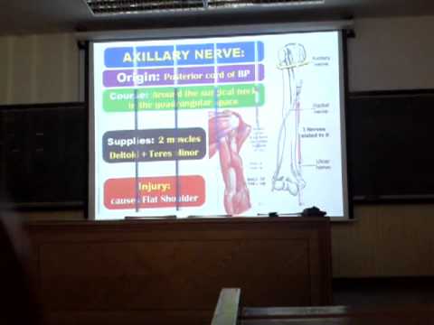 Nerves of the upper limb camera iphone 8 plus apk