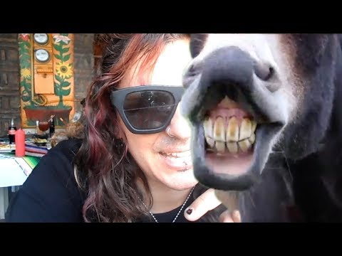 Mexican Donkey Show Footage