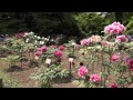 神代植物公園1504 の動画、YouTube動画。