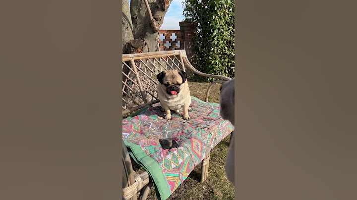 ЛЕРА ЗАВЕЛА НОВУЮ СОБАКУ? 😳