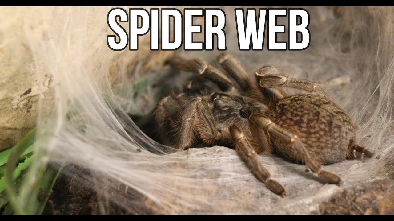 A SPIDER IS MAKING WEB