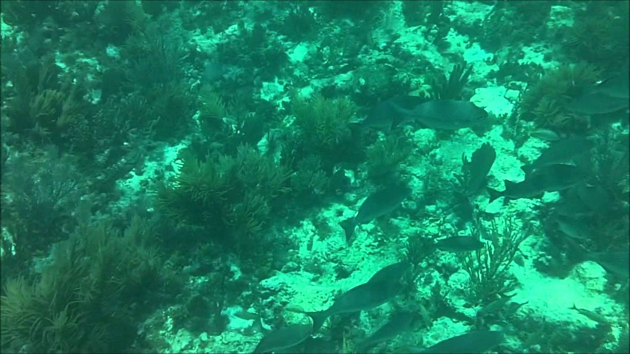Snorkeling Alligator Reef, FL (May 2011, Kodak Playsport 720P) Part 1