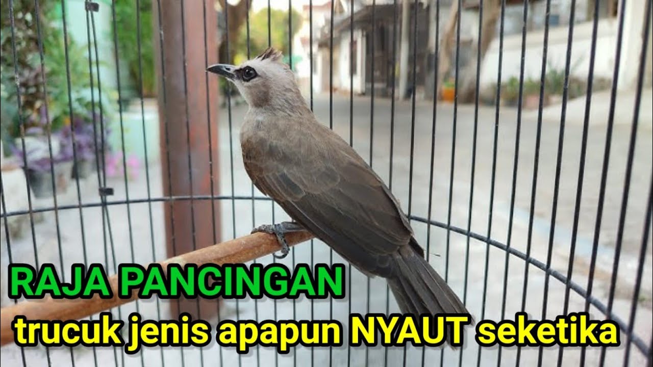 TRUCUKAN GACOR ROPEL PANJANG  Pancingan dan Masteran Terbaik untuk Trucuk Cepat Bunyi
