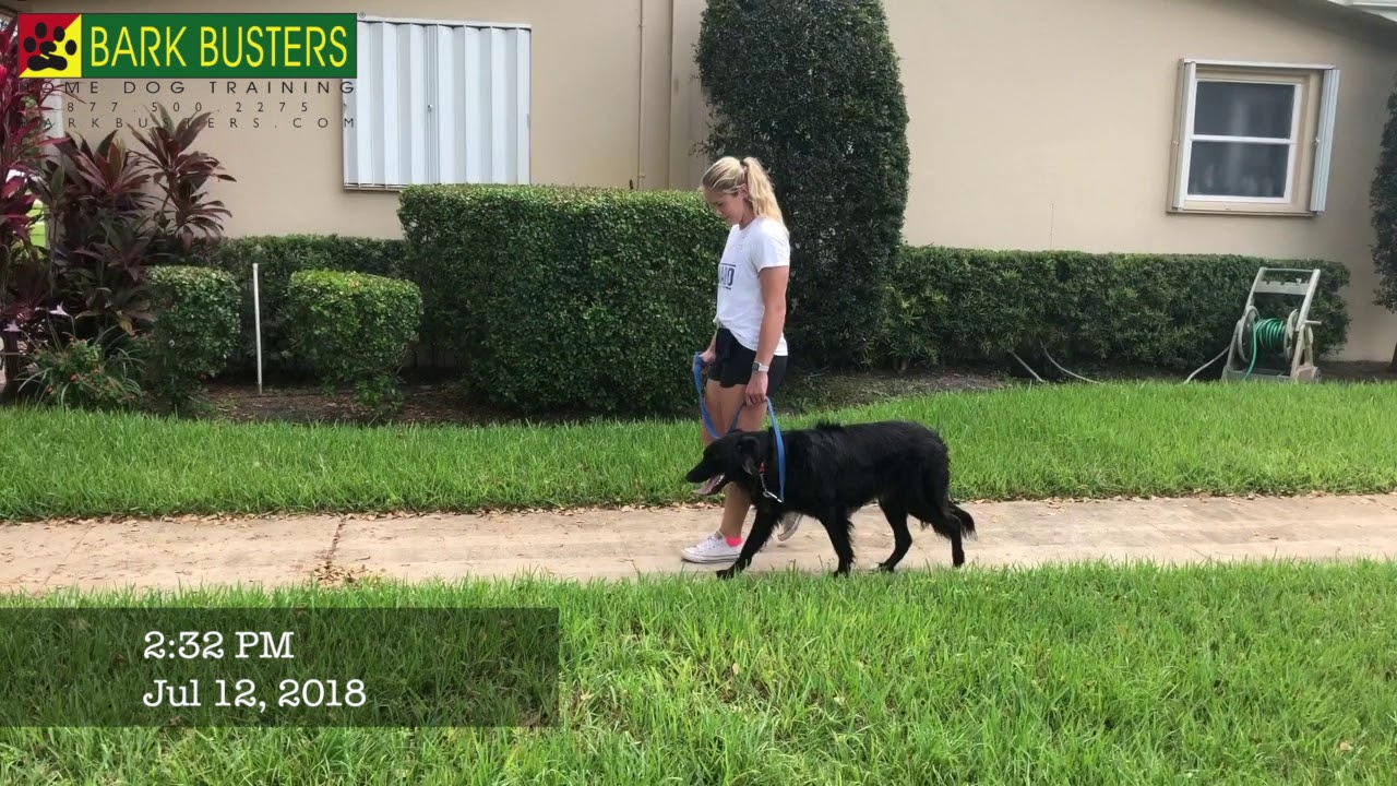 Bark Busters Home Dog Training YouTube