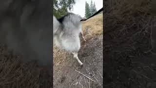 Would you recommend this Treatment for a husky friend