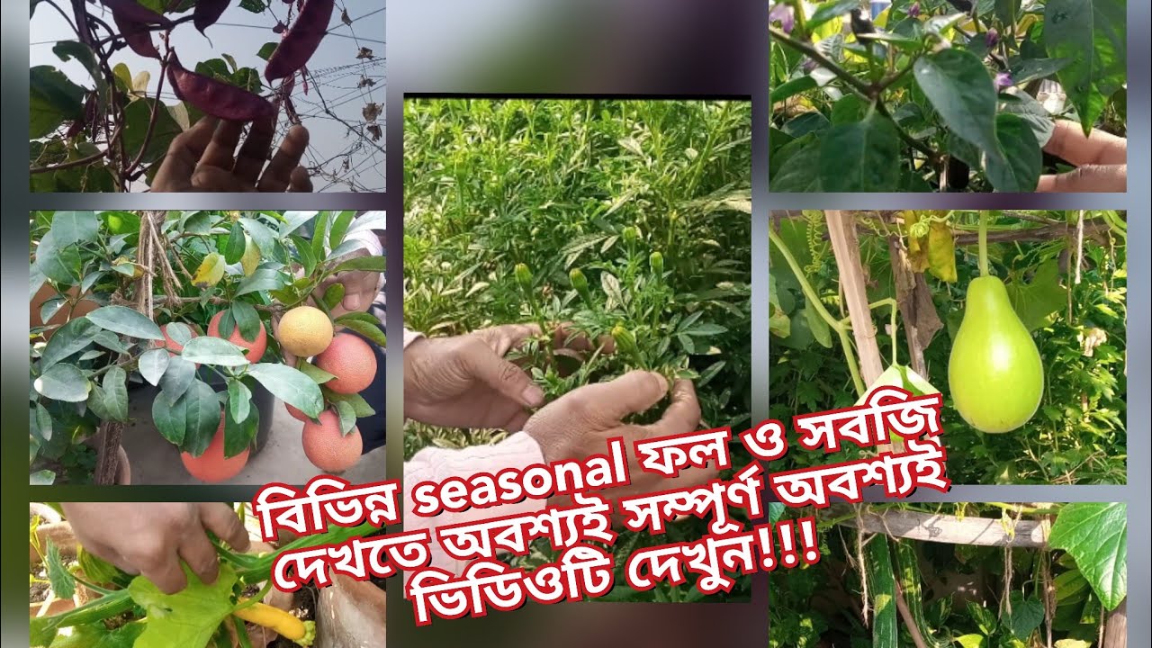 বাগানের আপডেট!! || বিভিন্ন ধরনের নতুন নতুন সিজোনাল ফল ও সবজি গাছ || Subho's Garden