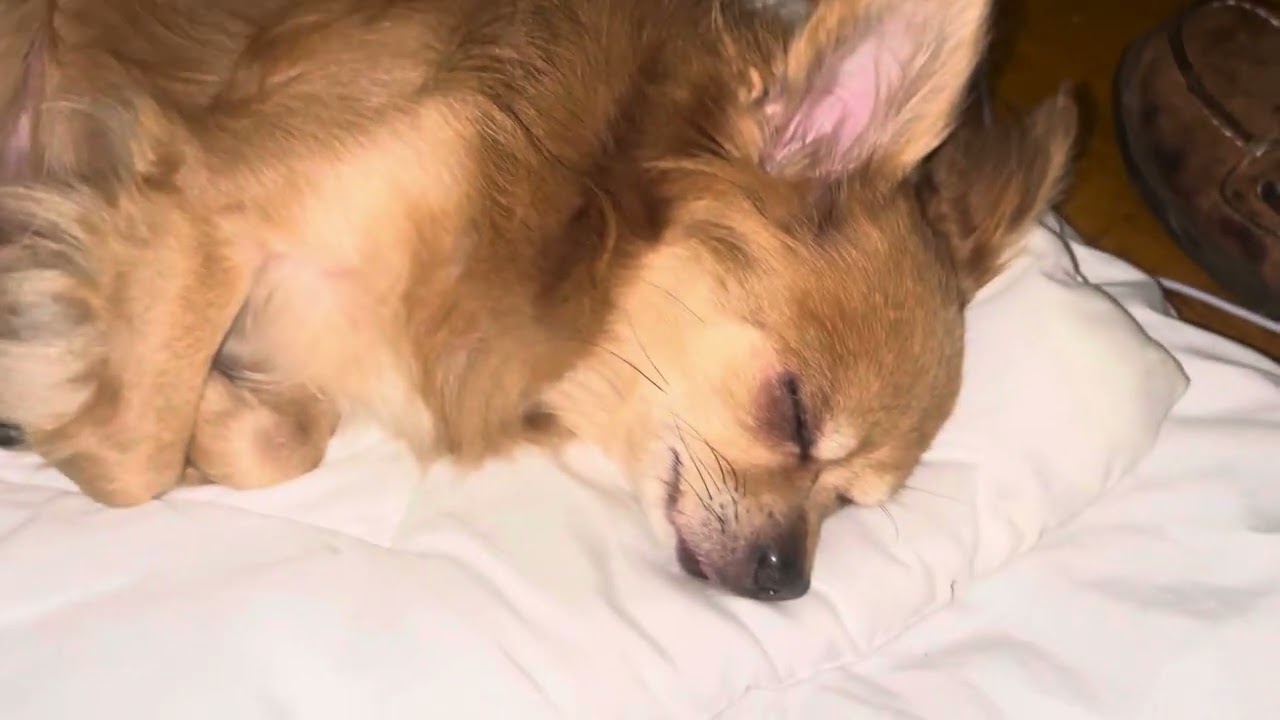 My Dog Sleeping On The Floor…