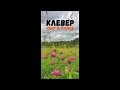 Клевер | сбор и сушка