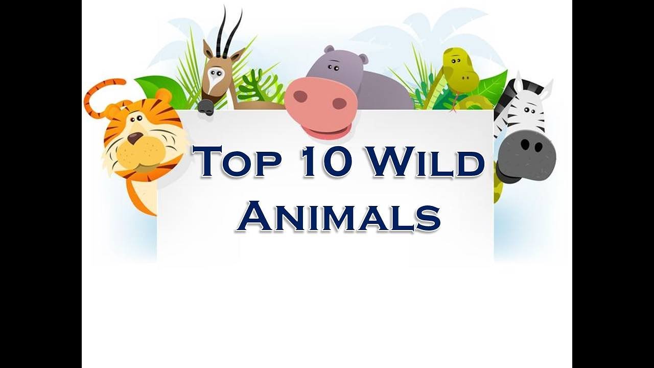 Top 10 Wild Animals - YouTube
