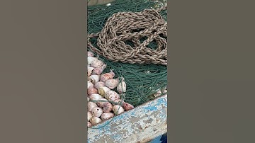 Vỏ ốc vôi bắt mực #shortvideo #thưgiãn