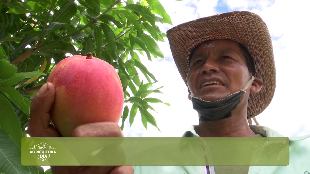Agricultura al Día /  La producción mango de Tommy