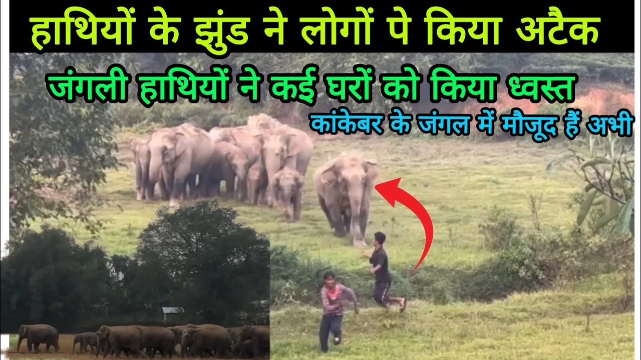 रामगढ़ क्षेत्र चुटूपालू घाटी का जंगल बना हाथियों के झुंड का बसेरा,10 दिनों से 15 क्रशरों में काम बंद