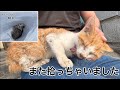 サラリーマン猫を拾う まさかの2匹目