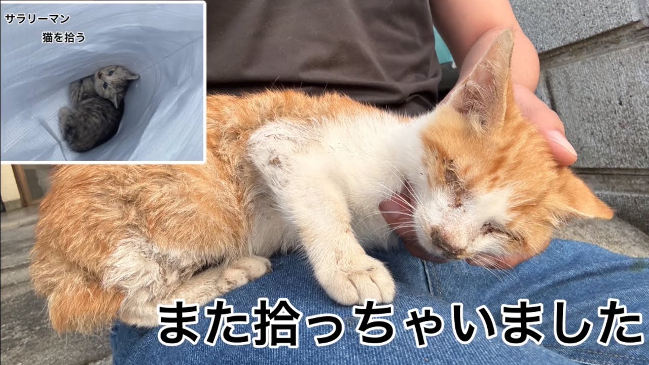 サラリーマン猫を拾う まさかの2匹目