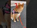 他にワンコはいないのに…？？#柴犬と暮らす #柴犬 #不思議#犬