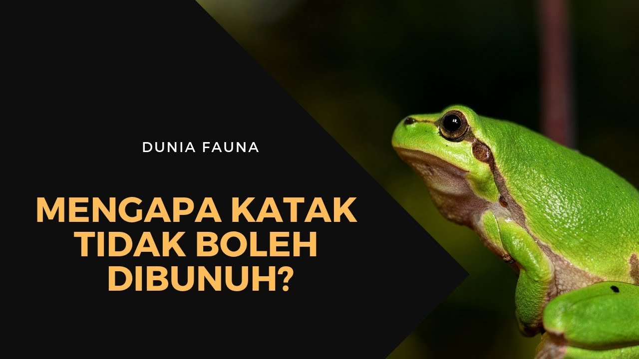 Mengapa Katak  Termasuk  Hewan  Yang Tidak Boleh Dibunuh 