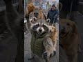 Raccoon Rides Capybara - The Fried Chicken Incident amanojak [Seedance on Runway]