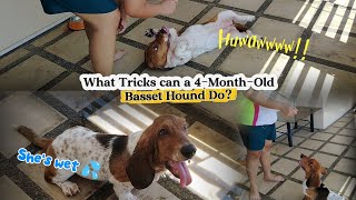 PAANO KO NGA BA NATURUAN NG MGA TRICKS ANG 4-MONTH-OLD BASSET HOUND PUPPY??? 
