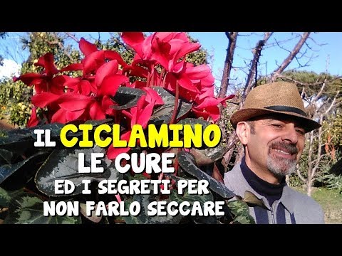 IL CICLAMINO CURE E SEGRETI PER NON FARLO SECCARE