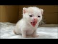 子猫のお名前発表ライブ配信