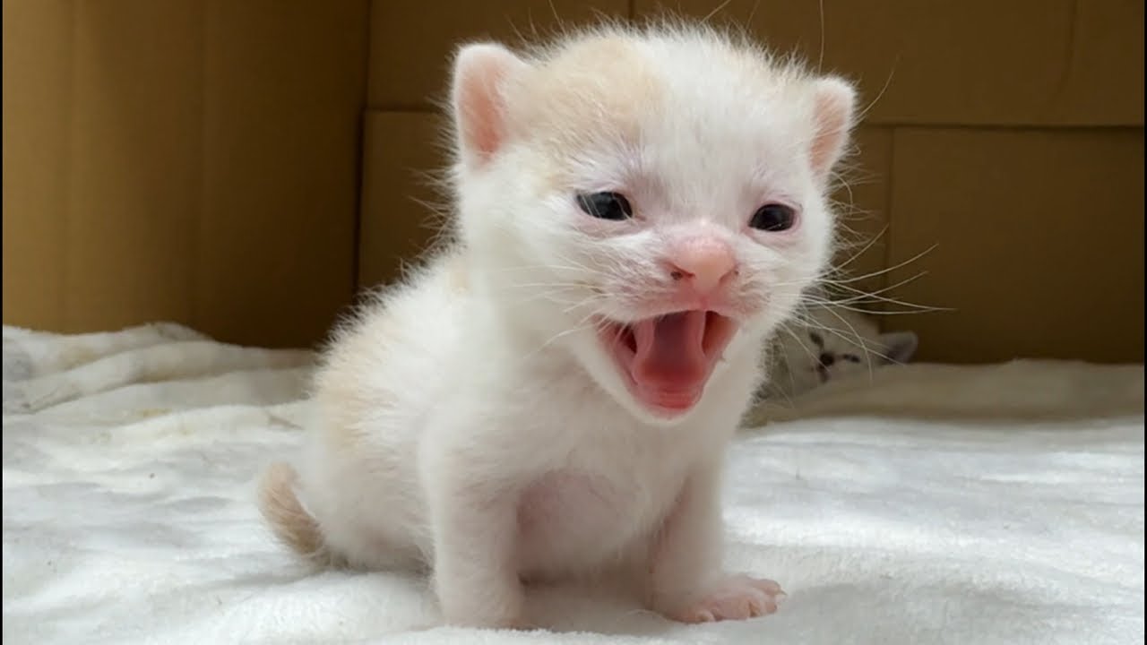 子猫のお名前発表ライブ配信