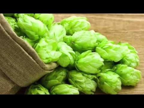 Hops Extract สารสกัดจากฮ้อปส์