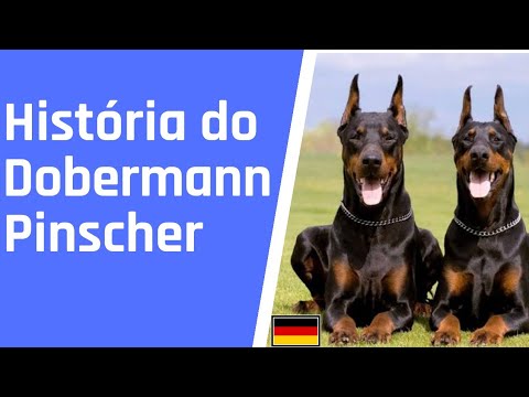 Vídeo: A História Da Origem Da Raça Do Cão Doberman