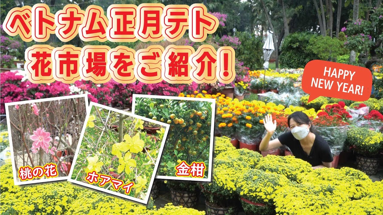 【日本になじみ深いあの花も！】ベトナム旧正月を彩る花々を販売する花市場へ！それぞれの花が持つ意味も解説
