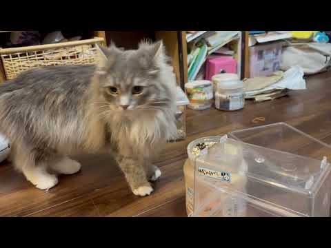 クワガタから目が離せない猫　サイベリアンA cat that can't take its eyes off the stag beetle. Siberian