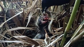 Mother Bird Feeds Snakes to Baby Birds, Can Baby Birds Eat Snakes?