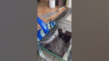 Lọc đầu tàu tích hợp dàn mưa #quảngngãi #fishtank #aquarium #discusfish #goldfish #minitank