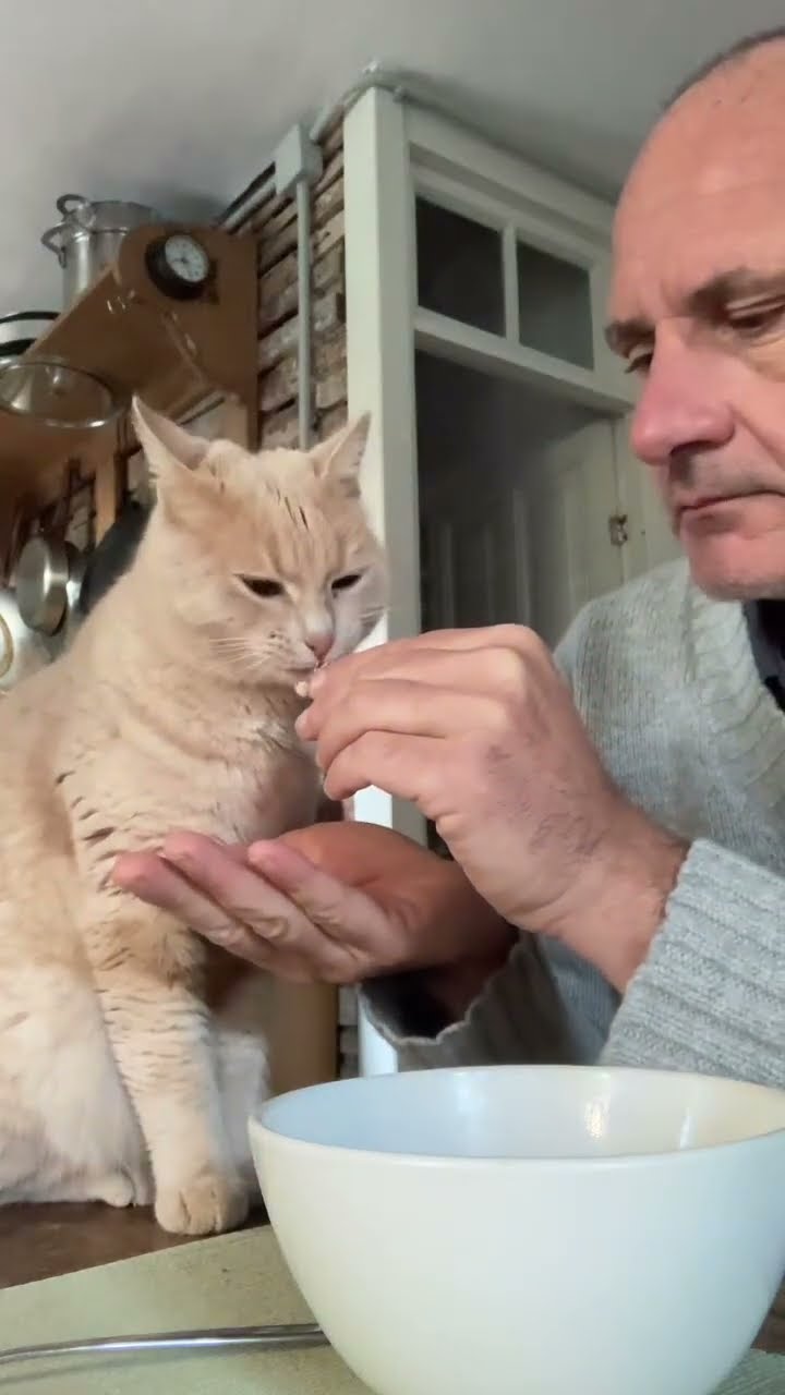 Top des vidéos très mignon petit chaton