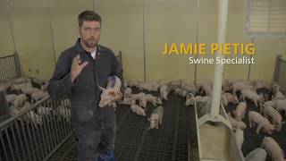 Nursery Pig Care - Individual Animal