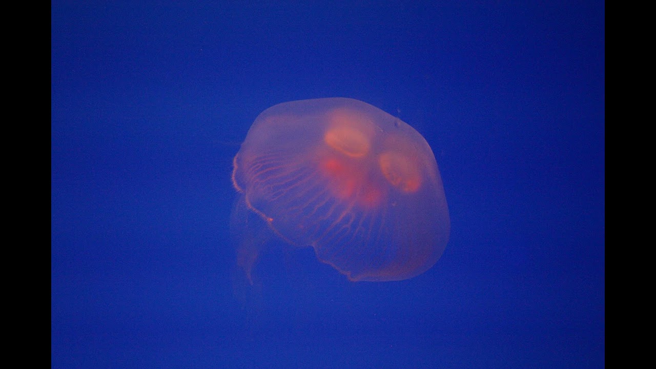 For You, With Love [Ambient/Orchestral]