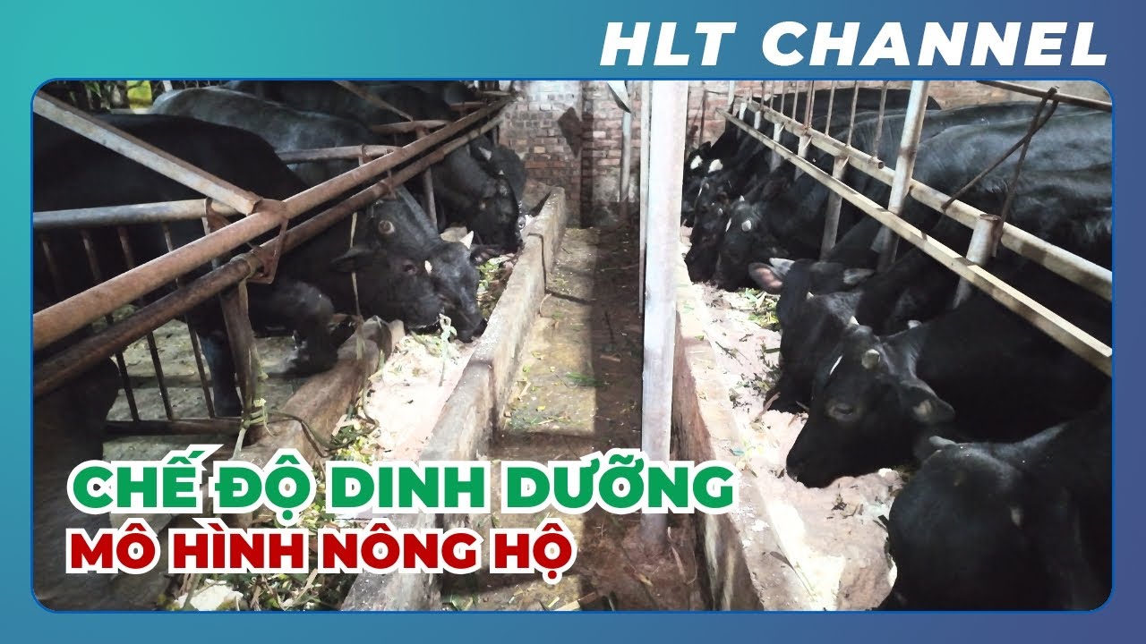 Chế Độ Dinh Dưỡng Cho Mô Hình Chăn Nuôi Nông Hộ