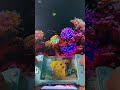 Pikachu Water Gamebot #gaming #squidgame #satisfyingvideo #satisfying #toys