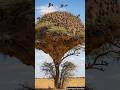 Sociable Weaver Bird That Builds a Grass Skyscraper #SociableWeaver #NatureEngineering #birdfacts