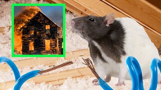 What To Do If You Have Rodents In Your Attic ( Hearing Noises?)