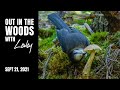 Out in the Woods with Lesley | September, 21st