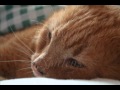 Heinrich, die schönste Katze der Welt, sagt auf wiedersehen!
