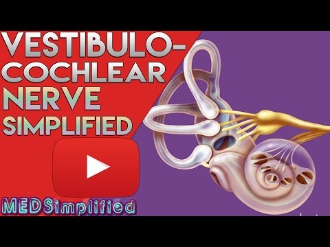 Video: Vestibulocochlear Nerv Function, Anatomy & Diagram - Kroppskartor