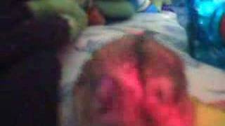 Diggy The Hamster With Hamtaro Theme