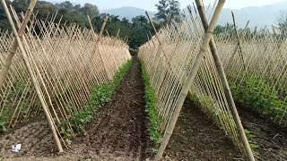 खीरा में झांकी/मचान बनाने का तरीका एवं खर्च | Cucumber Cultivating Process |