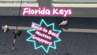 Back to Back Muttons on Long Key! by 305 Florida Boy 1,057 views 2 months ago 33 minutes