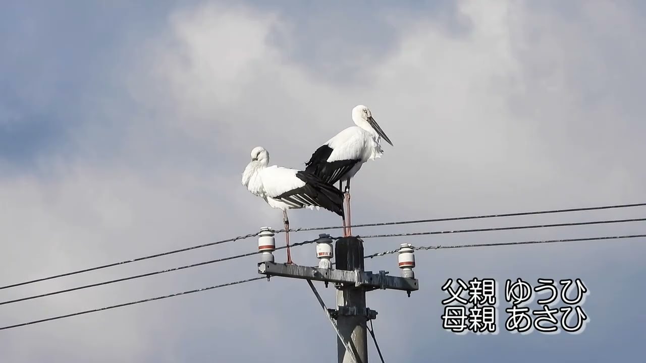 鳴門コウノトリ 2026/01/09 撮影 成長記録 徳島県鳴門市
