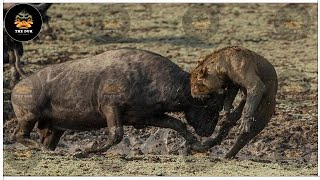 30 Scary Moments Crazy Buffalo Kills Lions | Wild Animals