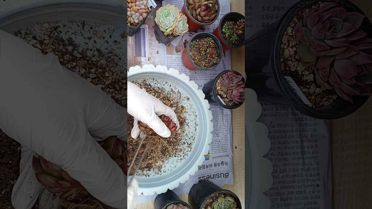 민이네 아가들 흙털며 놀이터에서 놀고 있어요 혼자서 중얼중얼 옹알이중  주말 잘보내세요 사랑합니다 💜 😘 