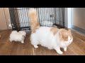 はじめて子犬と猫を直接会わせてみたら大変なことになりました!【成長記録09】