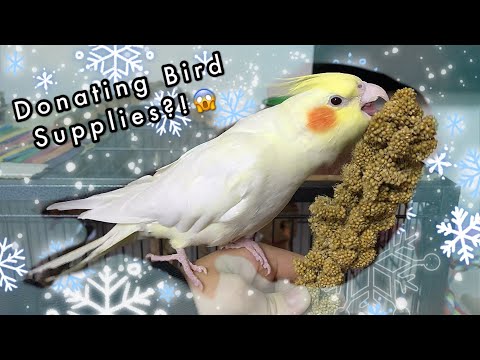 Donating Bird Supplies To Local Pet Store | Fluff Up Project | Legit parrot