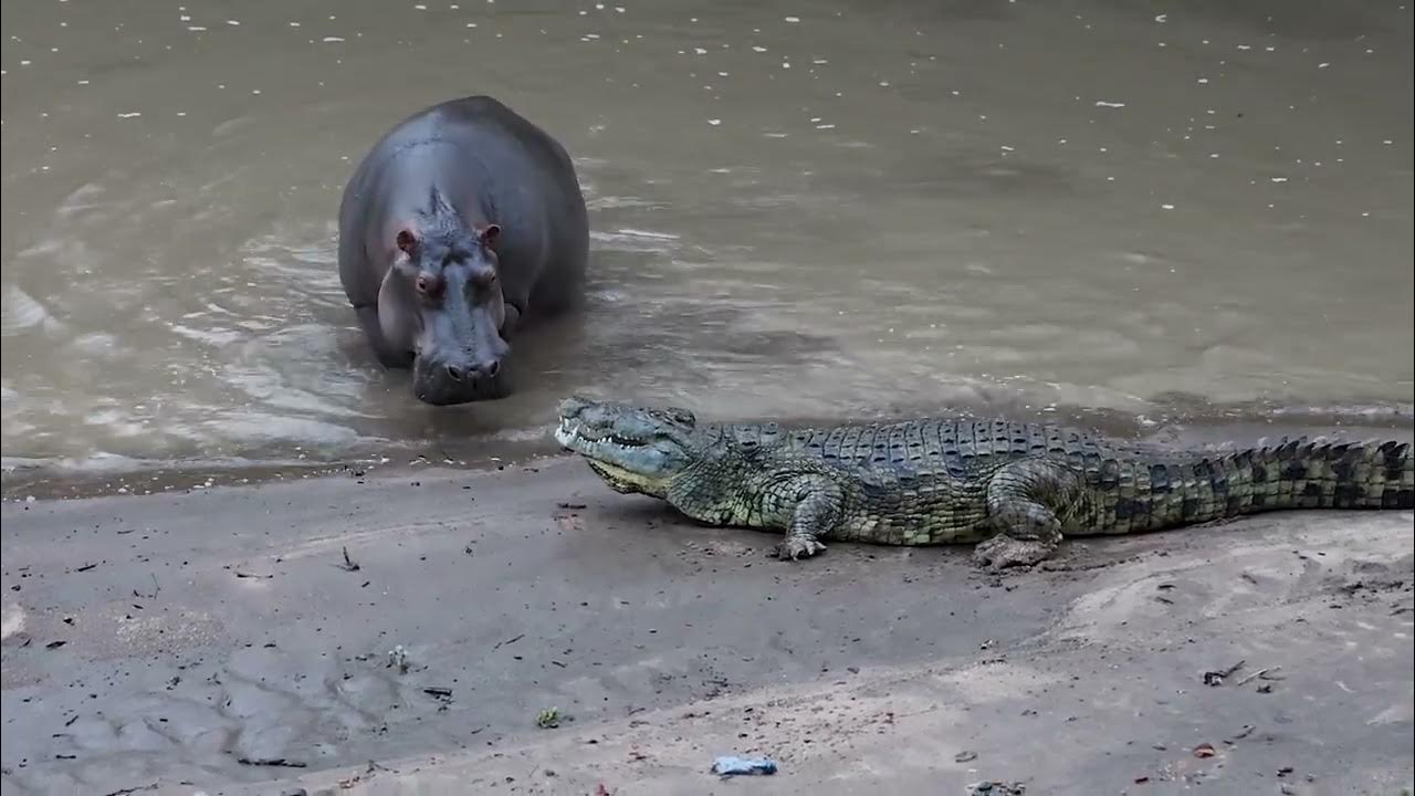Crocodile vs Hippo : Who Would Win? - YouTube